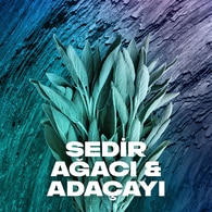 Axe Erkek Sprey Deodorant Apollo 48 Saat Etkileyici Koku 200 ml