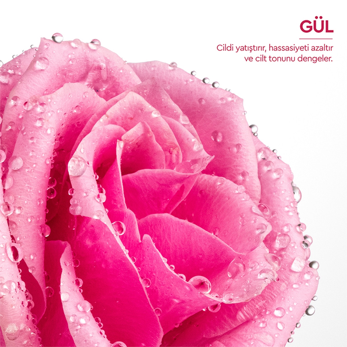  OTACI OTACI Otacı Gül Kürü %100 Doğal Gül Suyu 150 ml  1 of 12 