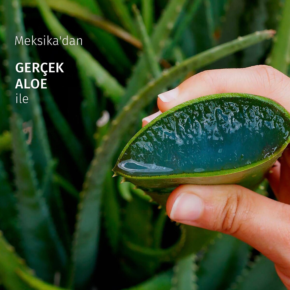  HERBAL ESSENCES HERBAL ESSENCES Herbal Essences Yatıştırıcı Aloe İçeren Sülfatsız Saç Bakım Kremi 250 ml  1 of 6 