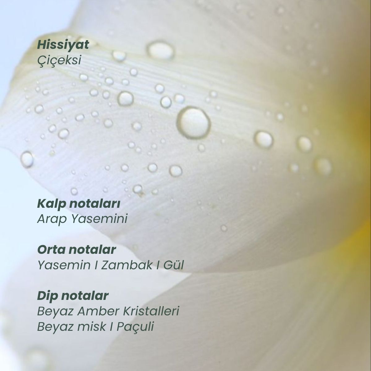  MATSU PROFESSIONAL MATSU PROFESSIONAL Matsu Saç Parfümü Myth 50 ml  1 of 6 