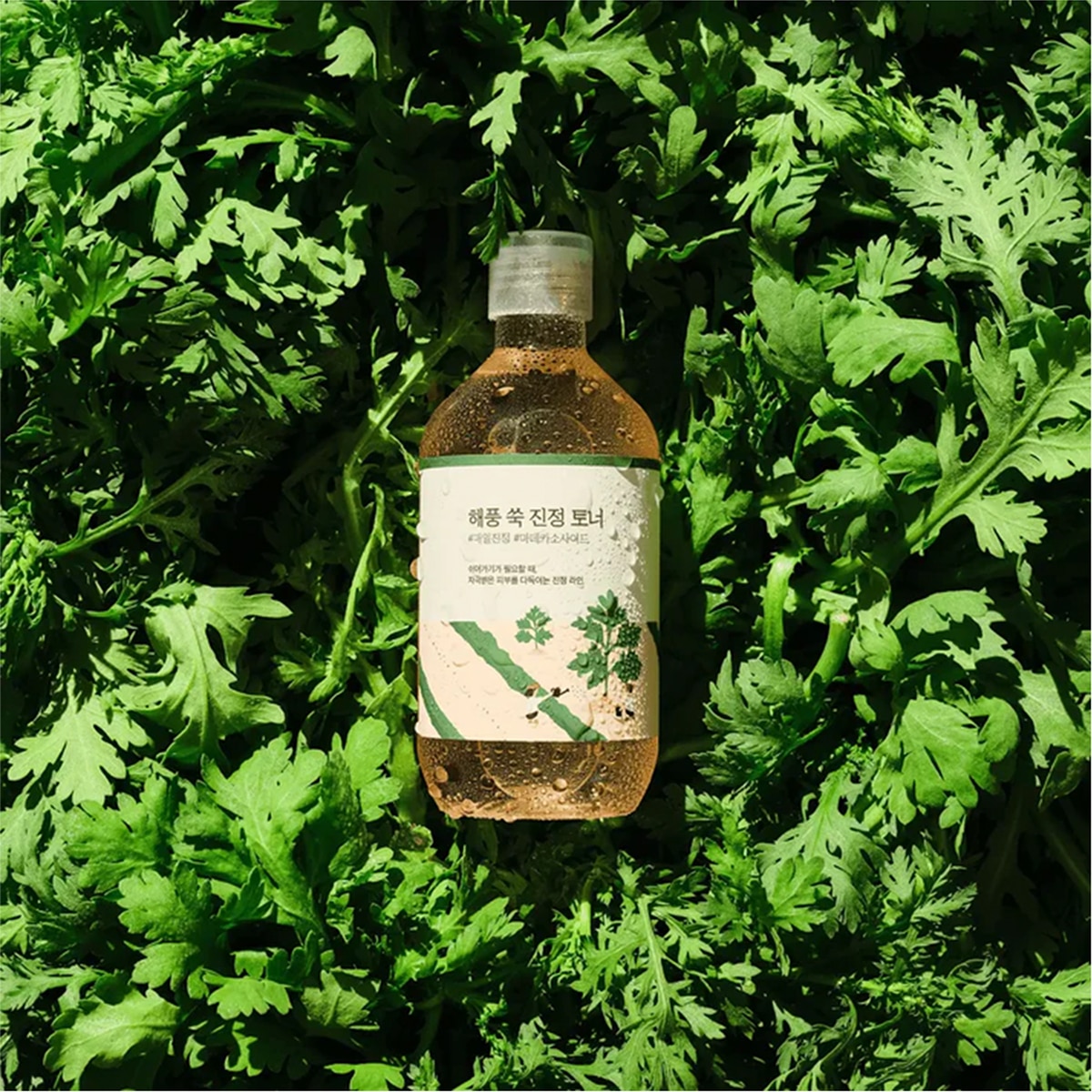 ROUND LAB Round Lab Mugwort Tonik 300 ml 1484308 | Watsons