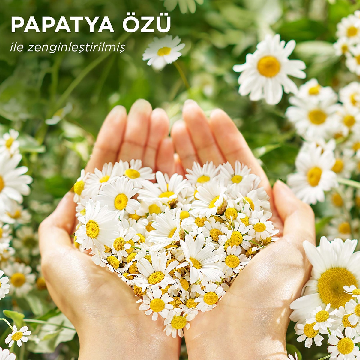  HERBAL ESSENCES HERBAL ESSENCES Herbal Essences Papatya Serisi Saç Kremi 250 ml  1 of 6 