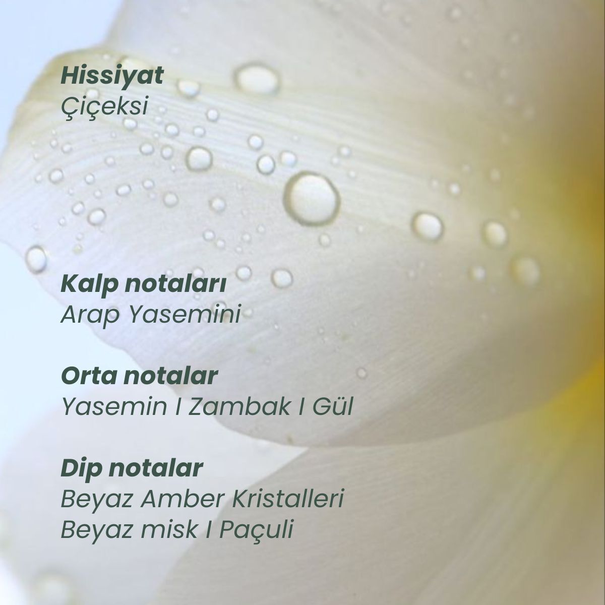  MATSU PROFESSIONAL MATSU PROFESSIONAL Matsu Saç Parfümü Myth 50 ml  1 of 6 